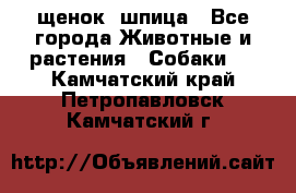 щенок  шпица - Все города Животные и растения » Собаки   . Камчатский край,Петропавловск-Камчатский г.